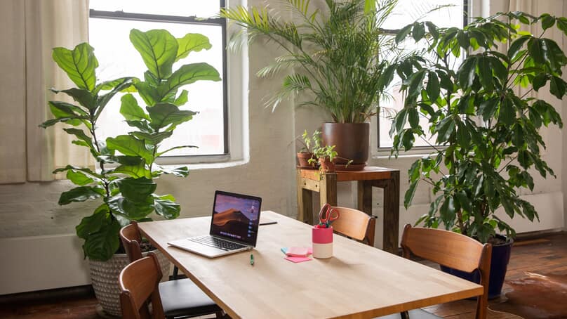 Les bienfaits des plantes dans un espace de travail Les bienfaits des plantes dans un espace de travail